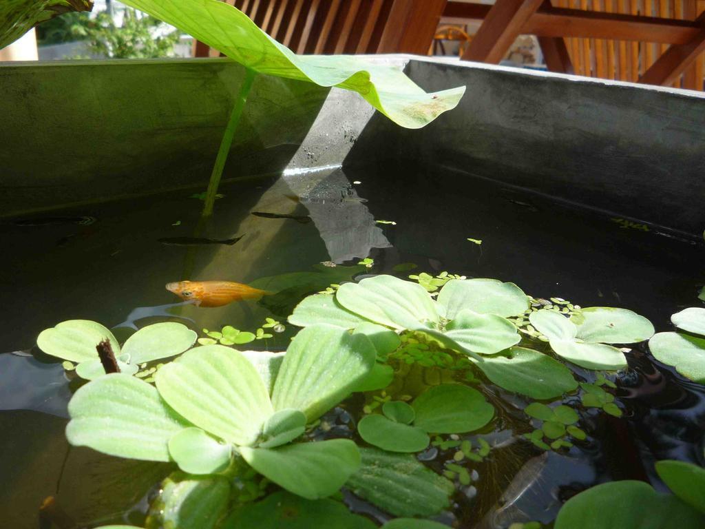 Chaweng Noi Residence Exterior foto
